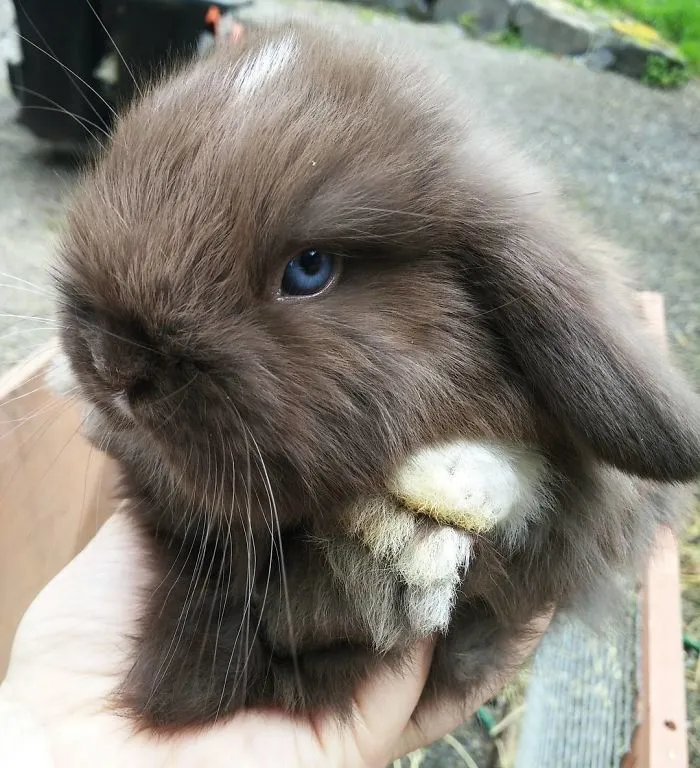 93 Handfulls Of Cute Baby Bunnies That Will Melt Your Heart