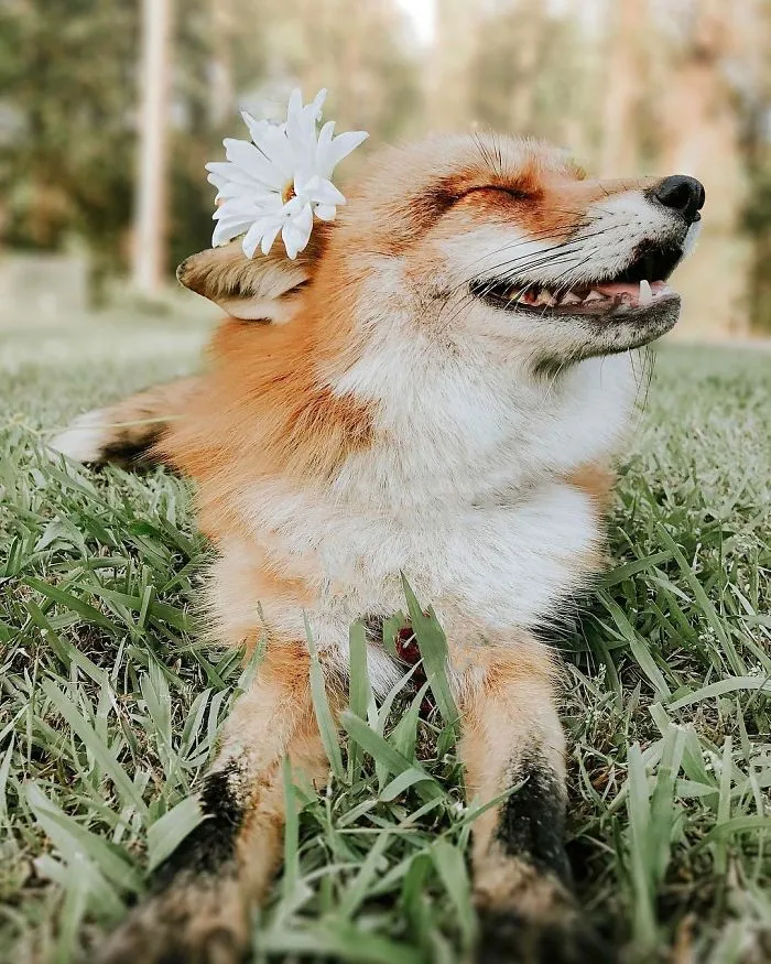 Here's What It's Like To Live With Juniper The World's Happiest Fox