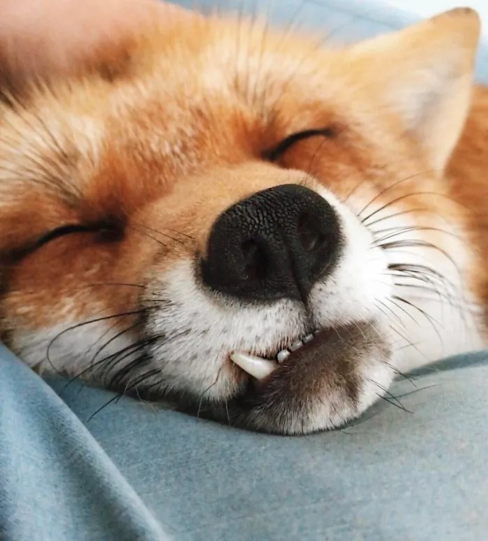 Here's What It's Like To Live With Juniper The World's Happiest Fox