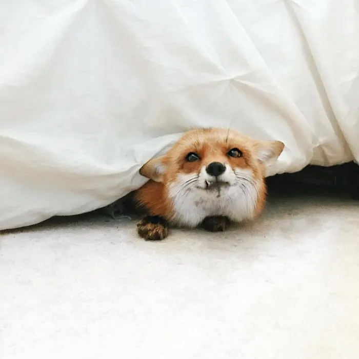 Here's What It's Like To Live With Juniper The World's Happiest Fox