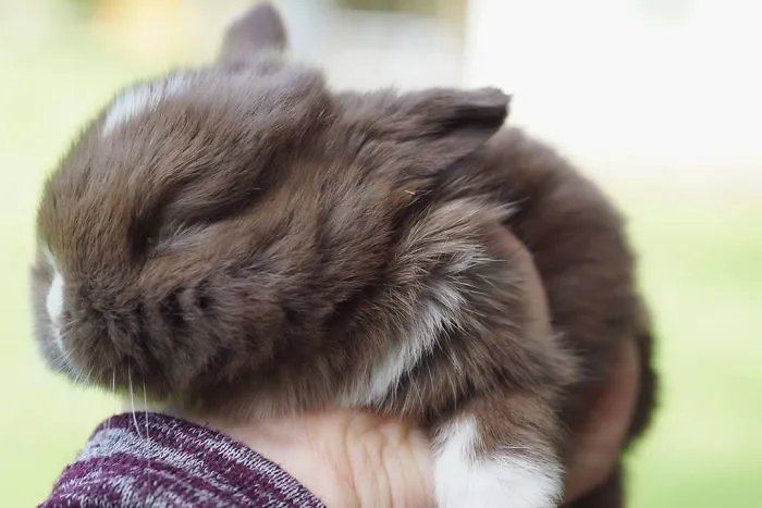 93 Handfulls Of Cute Baby Bunnies That Will Melt Your Heart