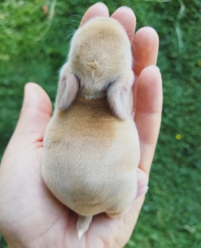 93 Handfulls Of Cute Baby Bunnies That Will Melt Your Heart