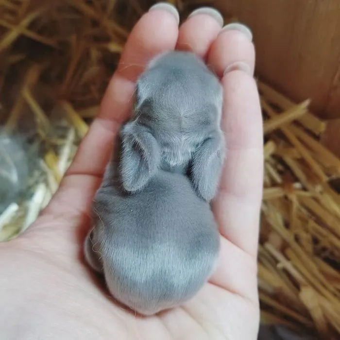 93 Handfulls Of Cute Baby Bunnies That Will Melt Your Heart
