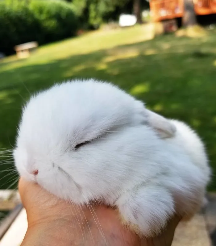 93 Handfulls Of Cute Baby Bunnies That Will Melt Your Heart