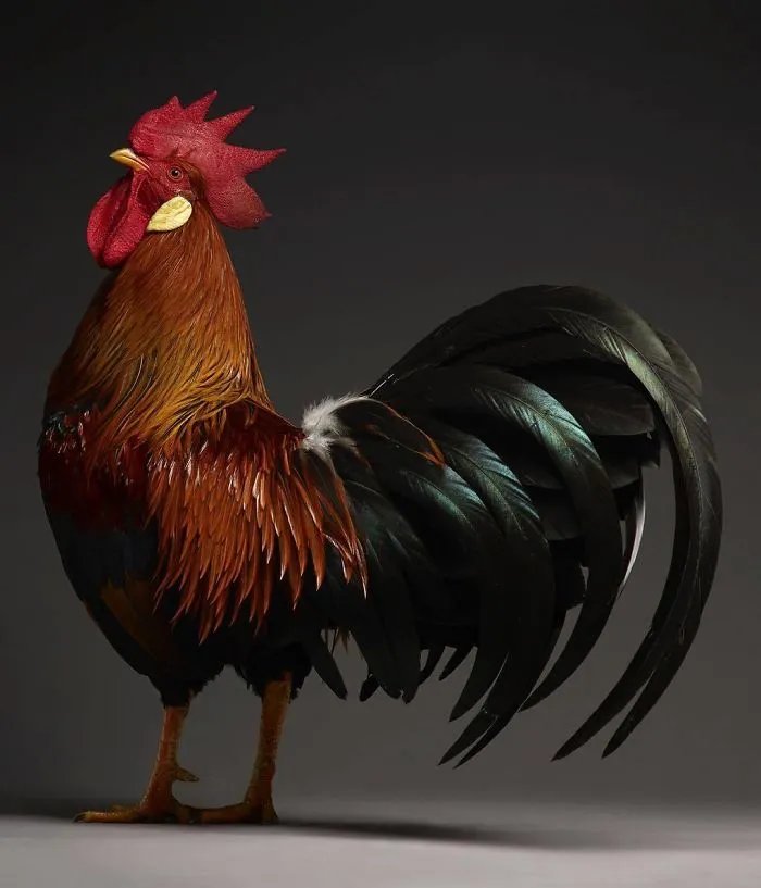 We Photographed Hundreds Of The Most Beautiful Chickens, And Just Look At Them!