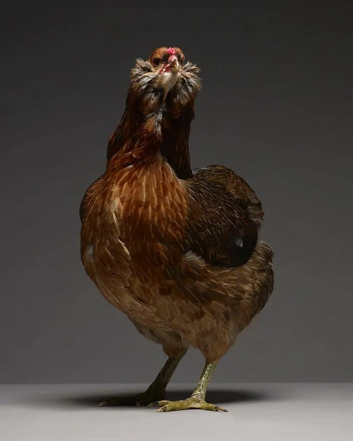 He fotografiado a cientos de las más bellas gallinas, ¡solo hay que verlas!