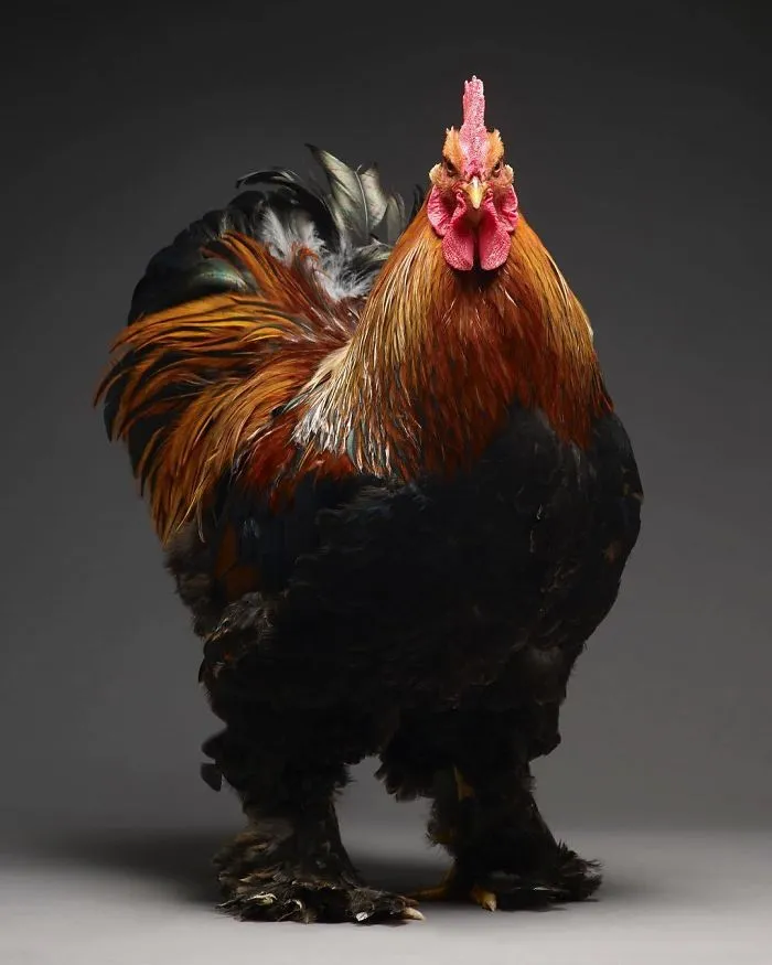 We Photographed Hundreds Of The Most Beautiful Chickens, And Just Look At Them!