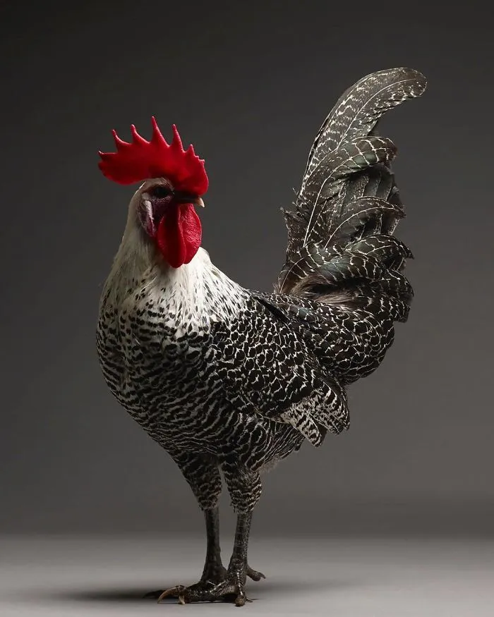 We Photographed Hundreds Of The Most Beautiful Chickens, And Just Look At Them!