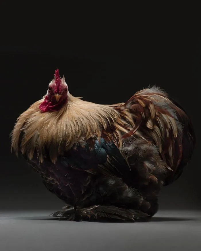He fotografiado a cientos de las más bellas gallinas, ¡solo hay que verlas!