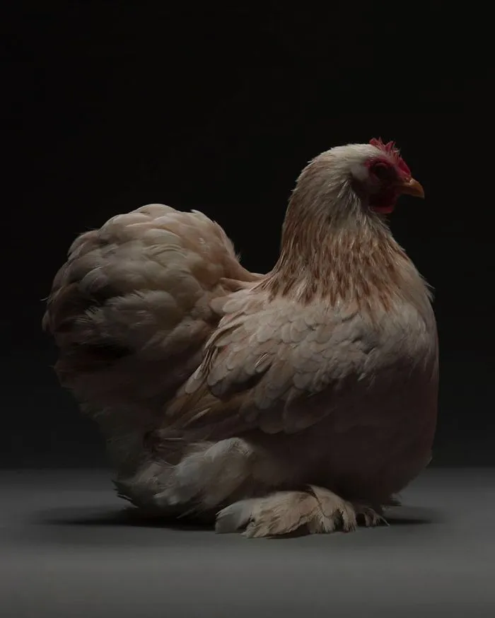 He fotografiado a cientos de las más bellas gallinas, ¡solo hay que verlas!