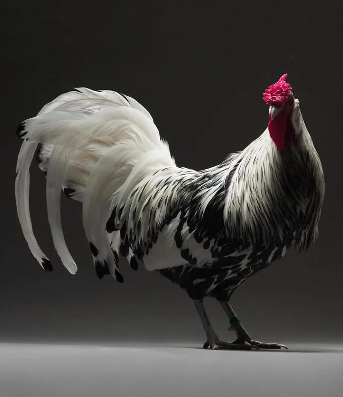 We Photographed Hundreds Of The Most Beautiful Chickens, And Just Look At Them!