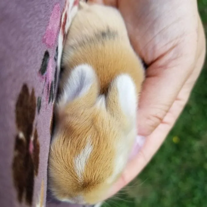 93 Handfulls Of Cute Baby Bunnies That Will Melt Your Heart