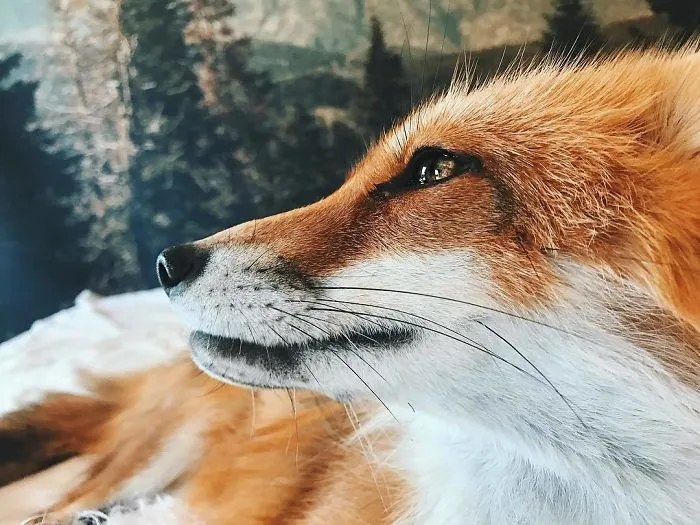Here's What It's Like To Live With Juniper The World's Happiest Fox