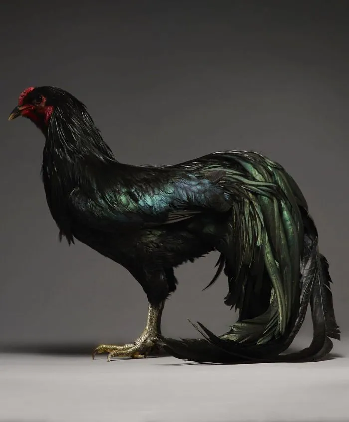We Photographed Hundreds Of The Most Beautiful Chickens, And Just Look At Them!