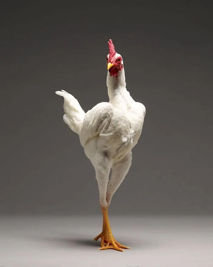 He fotografiado a cientos de las más bellas gallinas, ¡solo hay que verlas!
