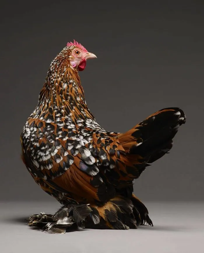 We Photographed Hundreds Of The Most Beautiful Chickens, And Just Look At Them!
