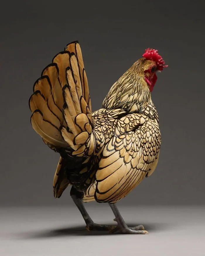 We Photographed Hundreds Of The Most Beautiful Chickens, And Just Look At Them!