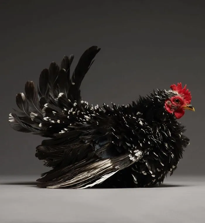 He fotografiado a cientos de las más bellas gallinas, ¡solo hay que verlas!