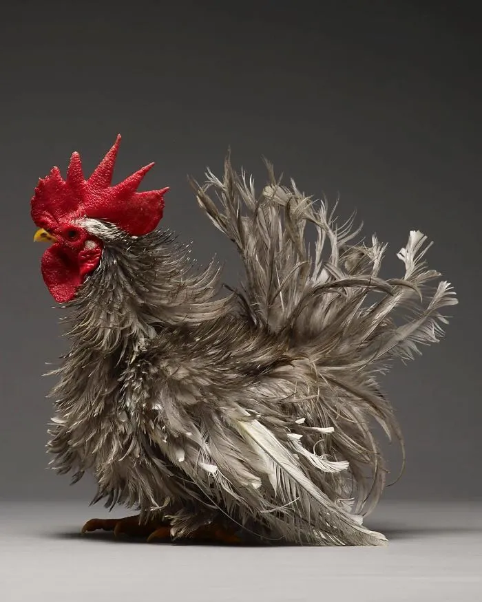 He fotografiado a cientos de las más bellas gallinas, ¡solo hay que verlas!