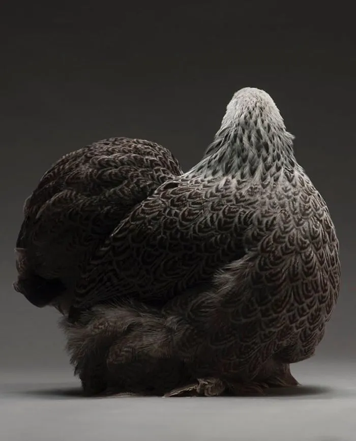 We Photographed Hundreds Of The Most Beautiful Chickens, And Just Look At Them!