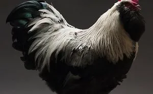 We Photographed Hundreds Of The Most Beautiful Chickens, And Just Look At Them!