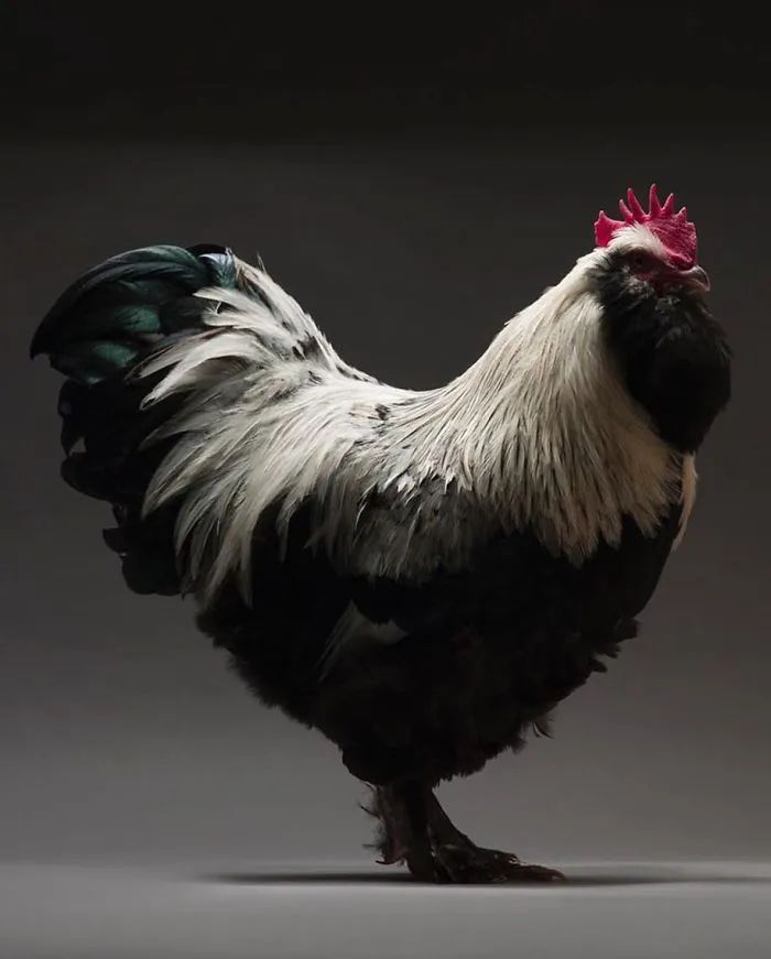 Chickens Are Just Stunning.