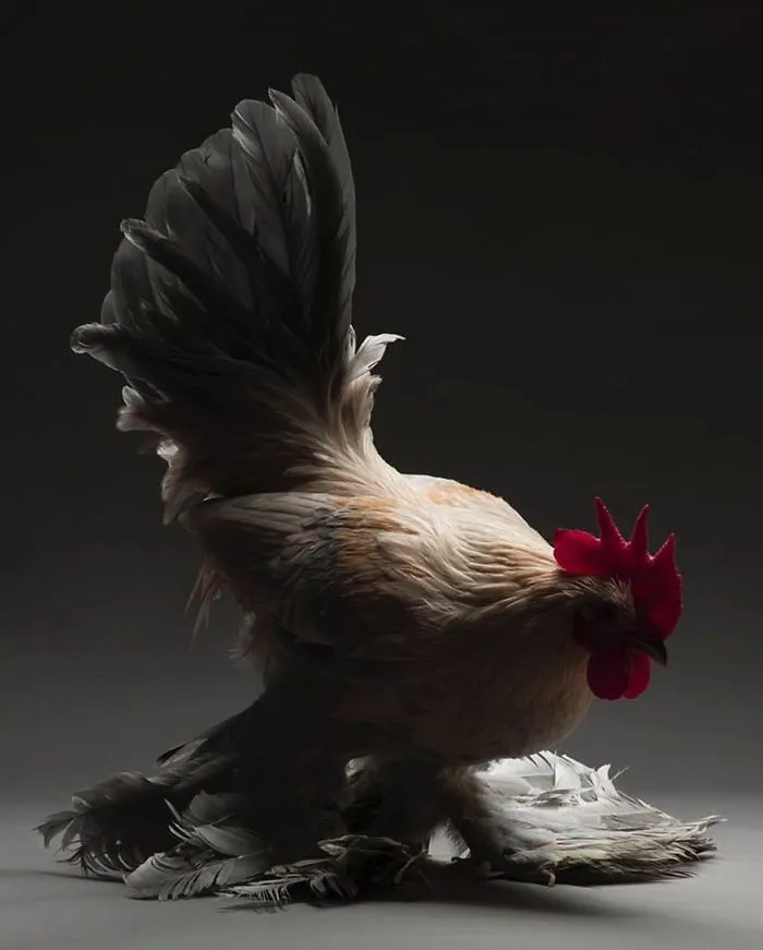 He fotografiado a cientos de las más bellas gallinas, ¡solo hay que verlas!