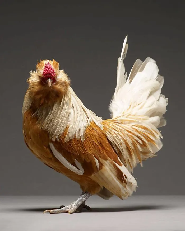 We Photographed Hundreds Of The Most Beautiful Chickens, And Just Look At Them!