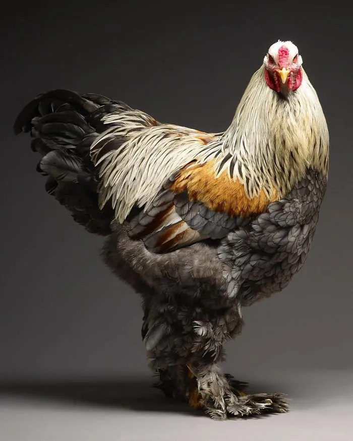 He fotografiado a cientos de las más bellas gallinas, ¡solo hay que verlas!