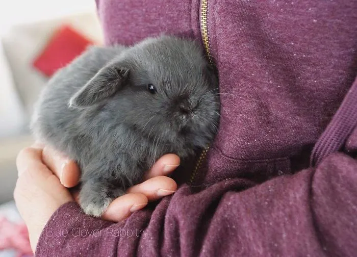 93 Handfulls Of Cute Baby Bunnies That Will Melt Your Heart