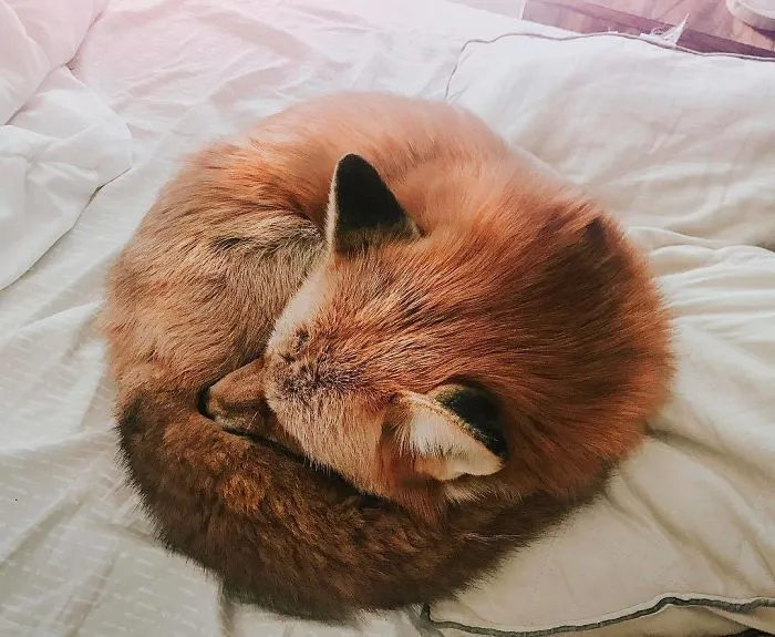 Here's What It's Like To Live With Juniper The World's Happiest Fox