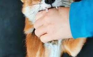 Here's What It's Like To Live With Juniper The World's Happiest Fox