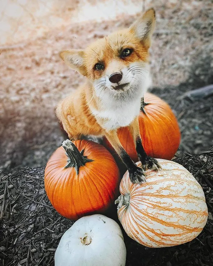 Here's What It's Like To Live With Juniper The World's Happiest Fox