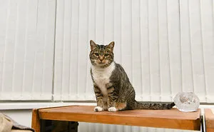 Senior Moggies In Ireland Looking For A Retirement Home For St Patrick's Day