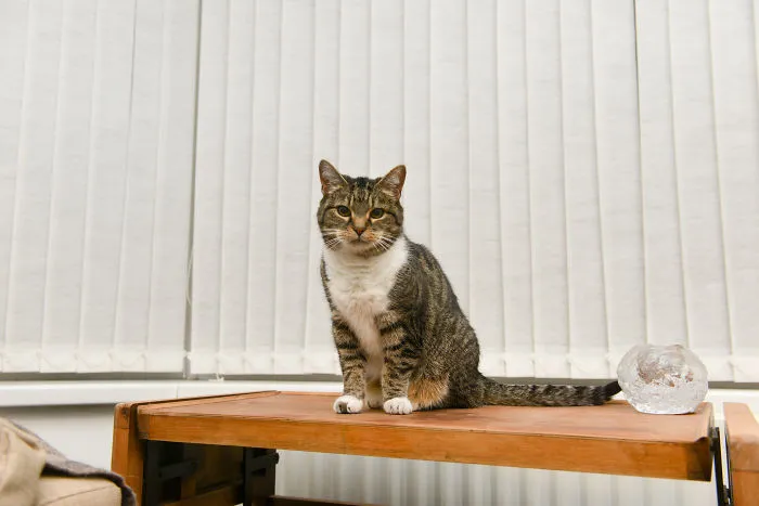 Senior Moggies In Ireland Looking For A Retirement Home For St Patrick's Day