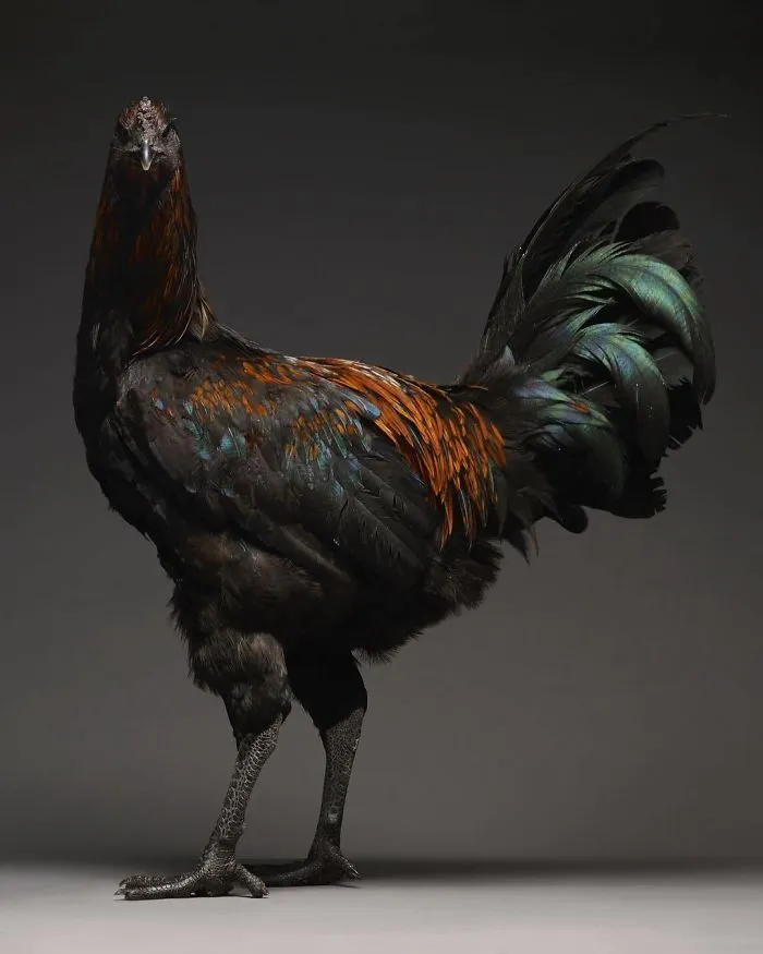 He fotografiado a cientos de las más bellas gallinas, ¡solo hay que verlas!