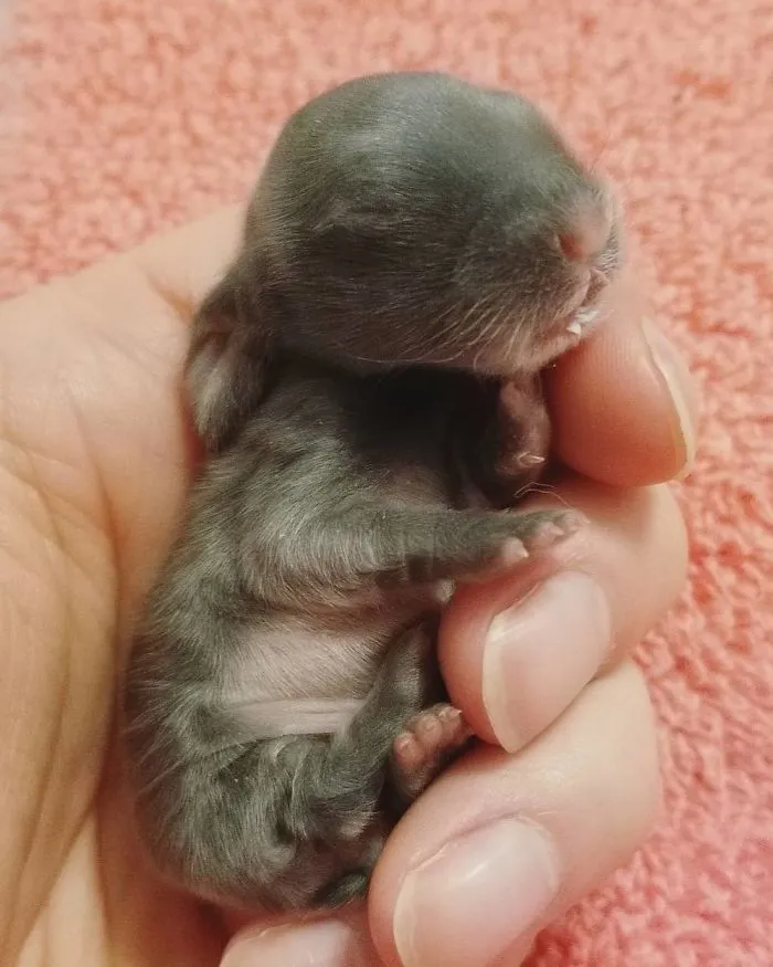 93 Handfulls Of Cute Baby Bunnies That Will Melt Your Heart