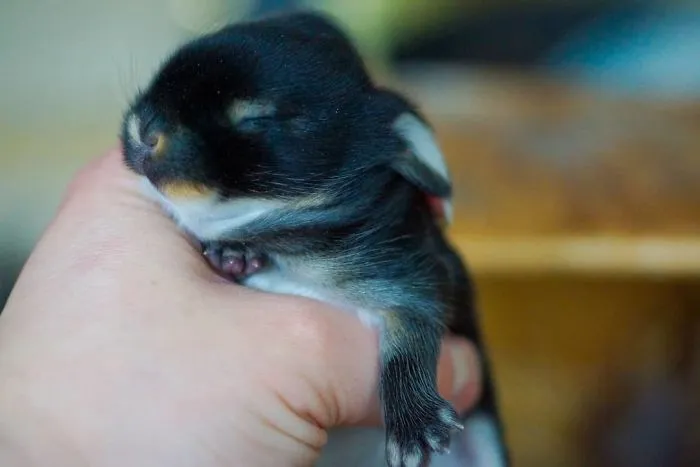 93 Handfulls Of Cute Baby Bunnies That Will Melt Your Heart