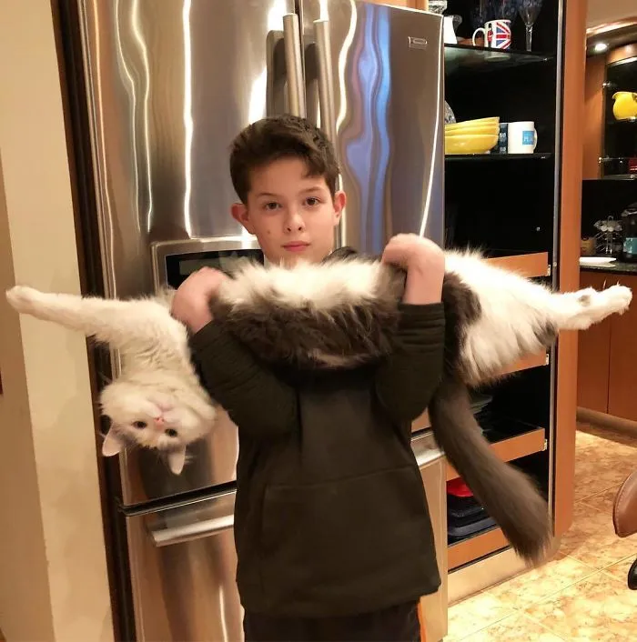People Are Posting Pics Of Their Cats Stretching, And It’s Hilarious (198 Pics)