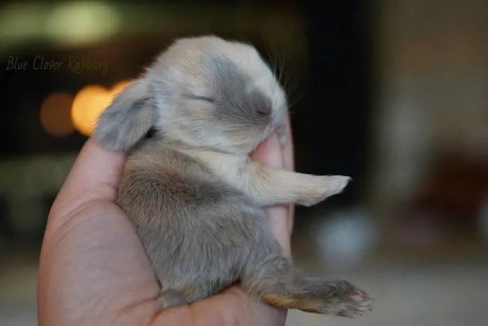 93 Handfulls Of Cute Baby Bunnies That Will Melt Your Heart