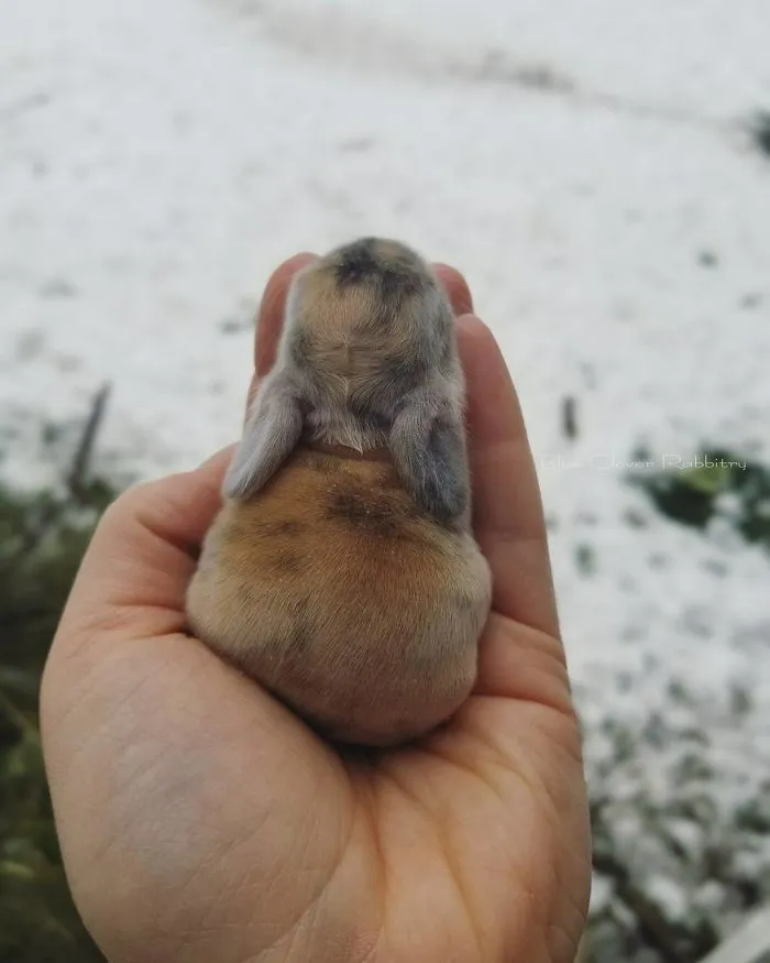 93 Handfulls Of Cute Baby Bunnies That Will Melt Your Heart