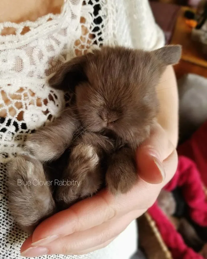 93 Handfulls Of Cute Baby Bunnies That Will Melt Your Heart