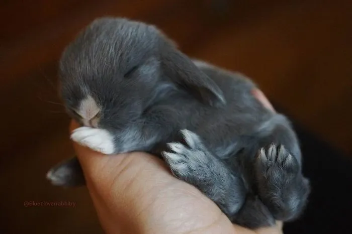 93 Handfulls Of Cute Baby Bunnies That Will Melt Your Heart