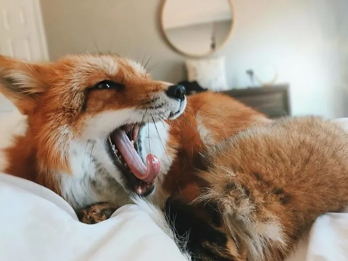 Here's What It's Like To Live With Juniper The World's Happiest Fox