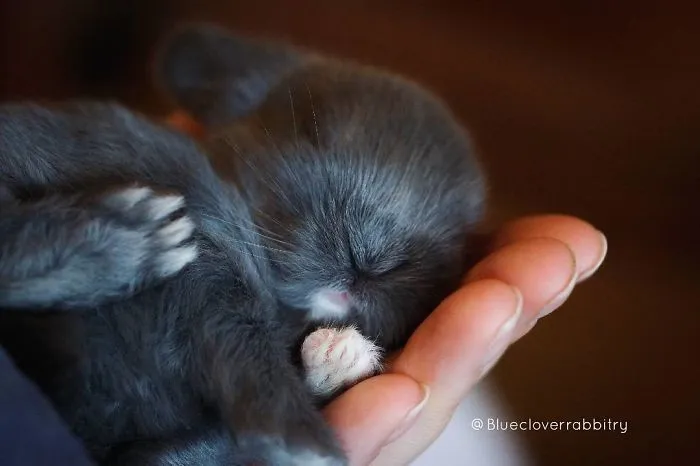93 Handfulls Of Cute Baby Bunnies That Will Melt Your Heart