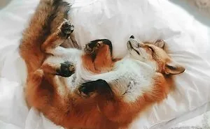 Here's What It's Like To Live With Juniper The World's Happiest Fox