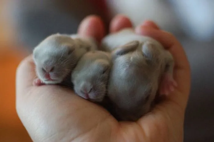 93 Handfulls Of Cute Baby Bunnies That Will Melt Your Heart