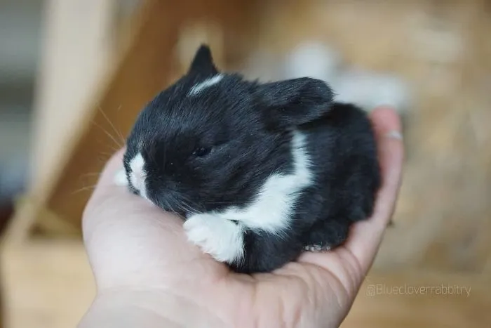 93 Handfulls Of Cute Baby Bunnies That Will Melt Your Heart