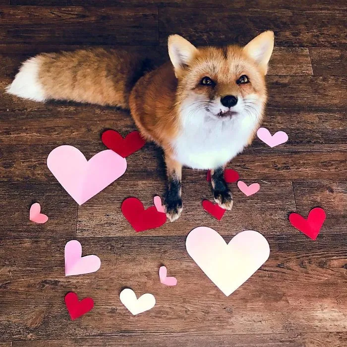 Here's What It's Like To Live With Juniper The World's Happiest Fox