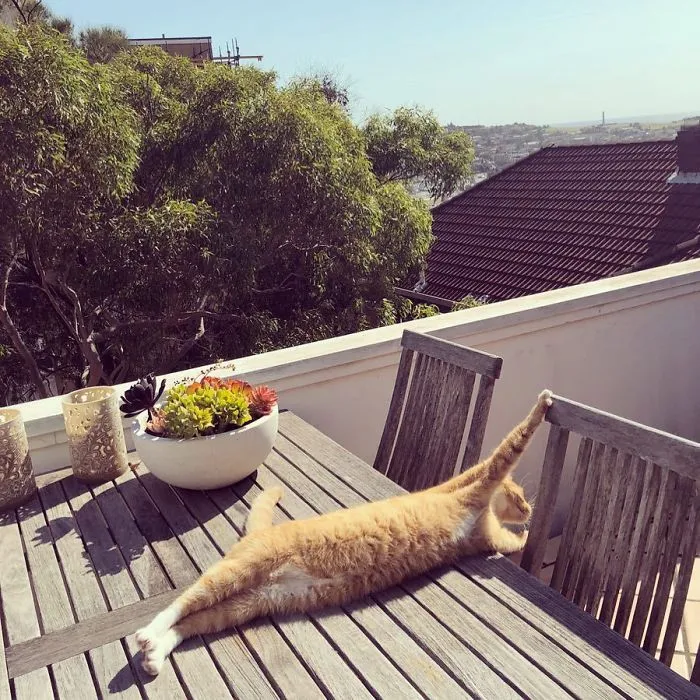 People Are Posting Pics Of Their Cats Stretching, And It’s Hilarious (198 Pics)